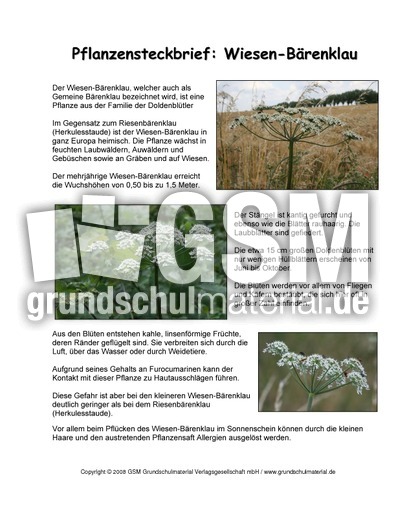 Steckbrief-Wiesen-Bärenklau.pdf